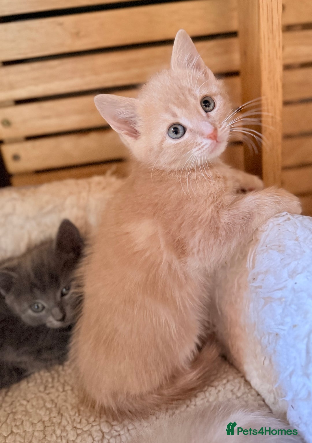 Ragdoll cats for sale: Sealpoint x kittens - Image 10