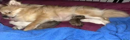 Pomeranian dogs for sale: 2 Beautiful Boy Pomeranian Puppies in Esher - Advert 10