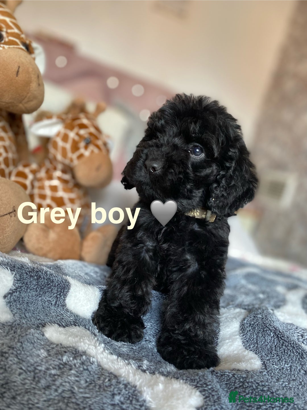 Cockapoo dogs for sale: Cockapoo puppies 💜 - Advert 13