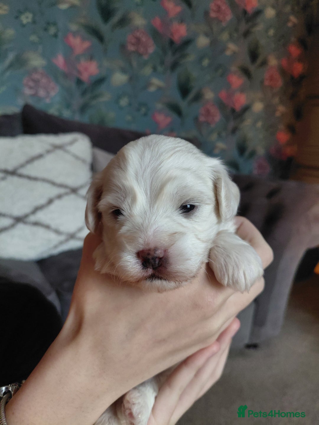 Maltipoo dogs for sale: F1 tiny adorable maltipoo  - Advert 26
