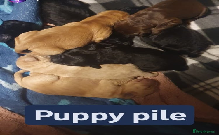 Mixed Breed dogs - Advert 9
