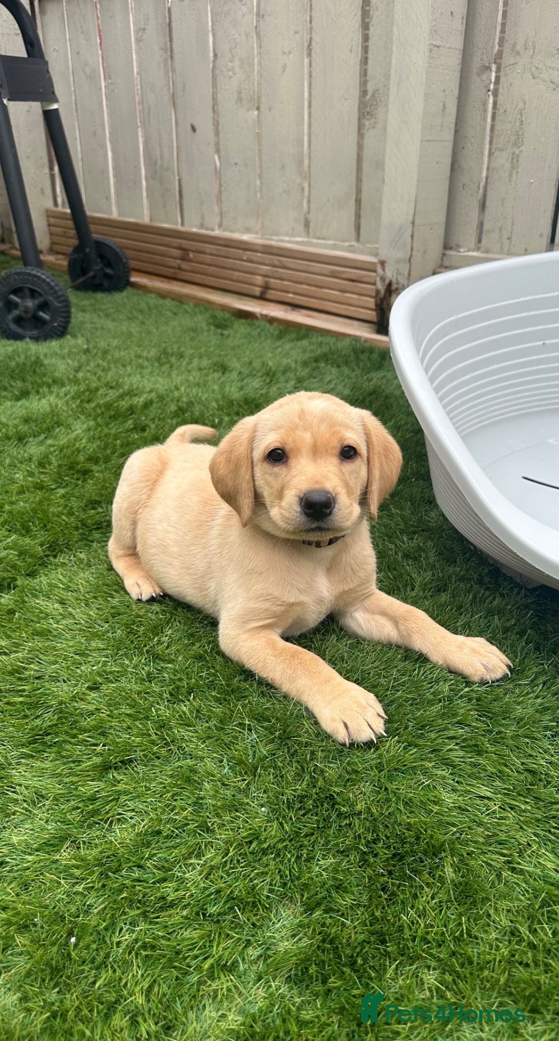 Labrador Retriever dogs for sale: Exceptional KC Reg Labrador Puppies – Due July 4th - Advert 9