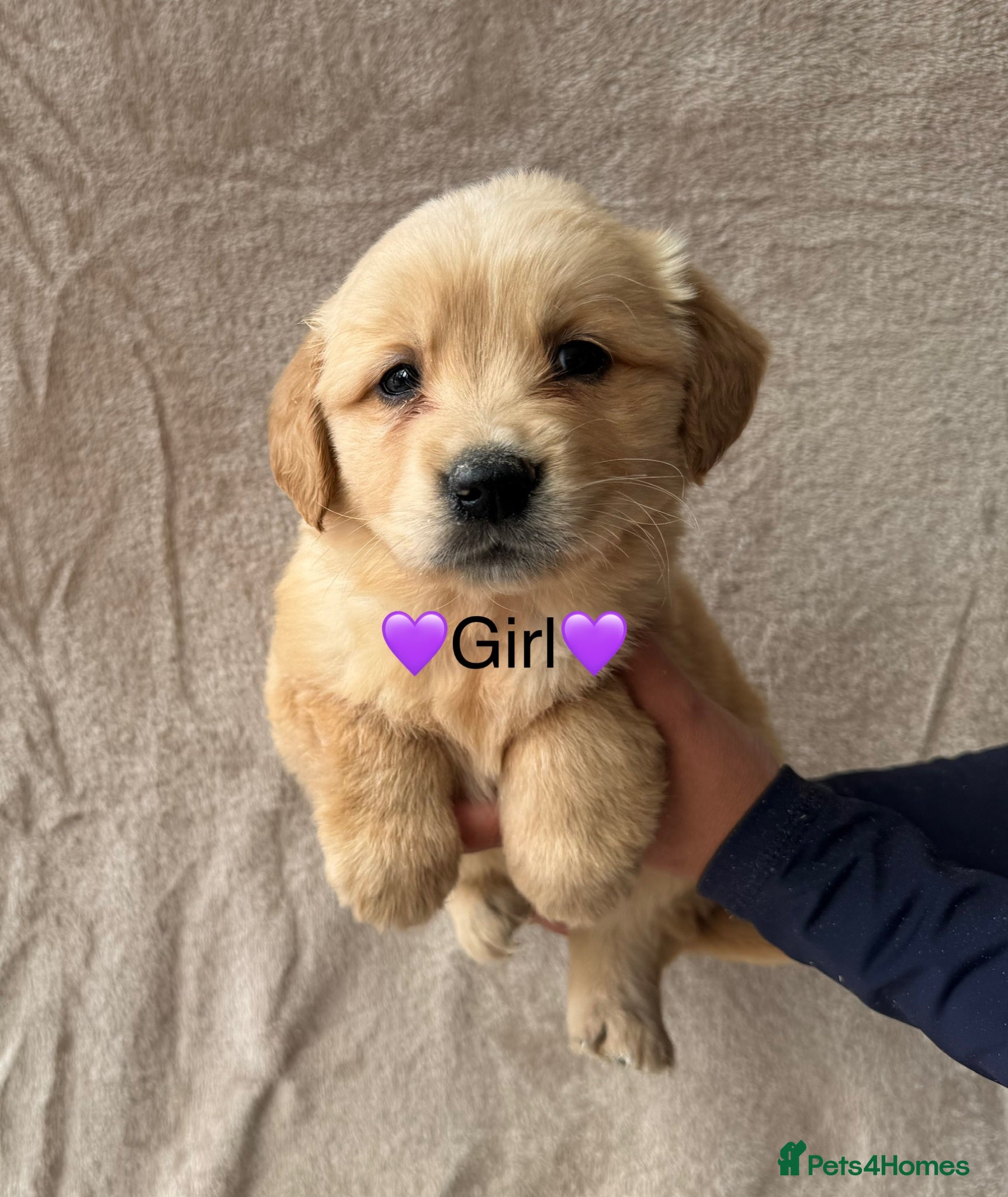 Golden Retriever dogs Fully health tested Golden Retriever pups - Advert 1