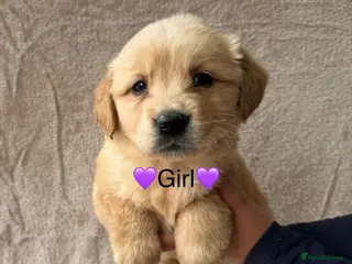 Golden Retriever dogs Fully health tested Golden Retriever pups - Advert 1