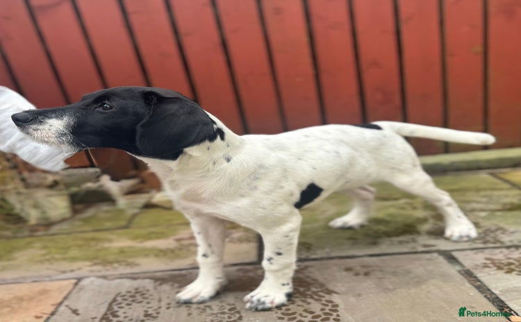 Mixed Breed dogs - Advert 10