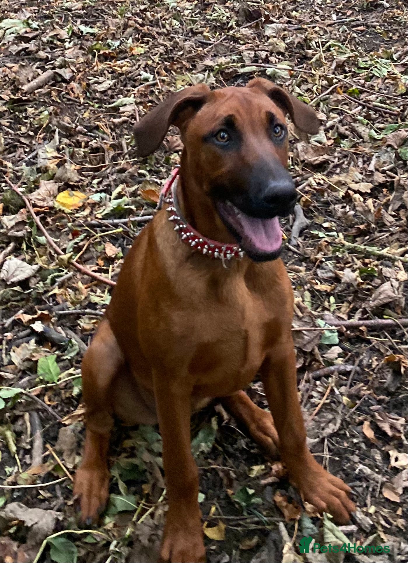 Mixed Breed dogs Ninja - Advert 7