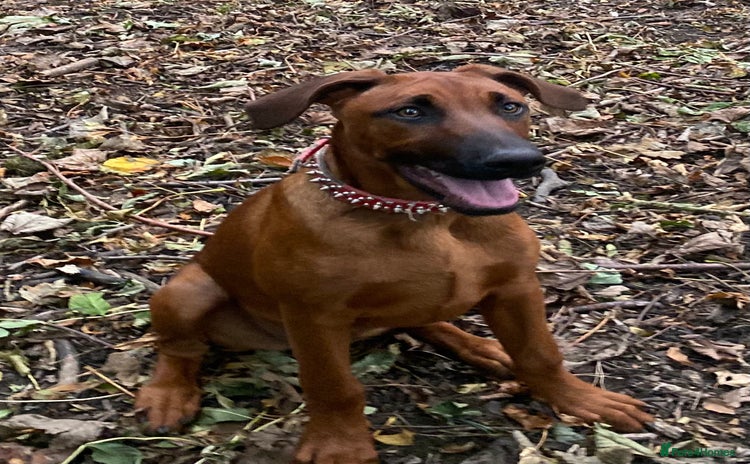 Mixed Breed dogs - Advert 1