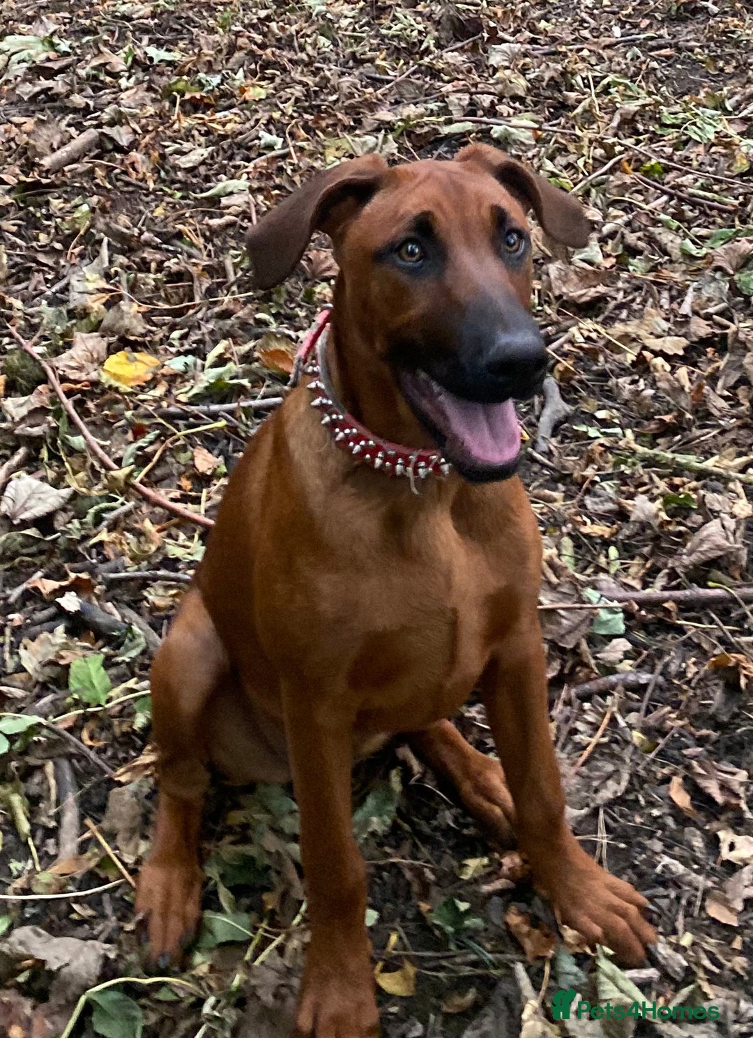 Mixed Breed dogs for sale: Ninja - Image 1