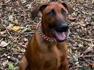 Mixed Breed dogs - Advert 25