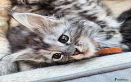Maine Coon cats for sale: Maine coon purebred pedigre xl active in Barnsley - Image 2