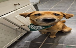 Mixed Breed dogs for adoption: Good Boy Murphy in Northampton - Image 1