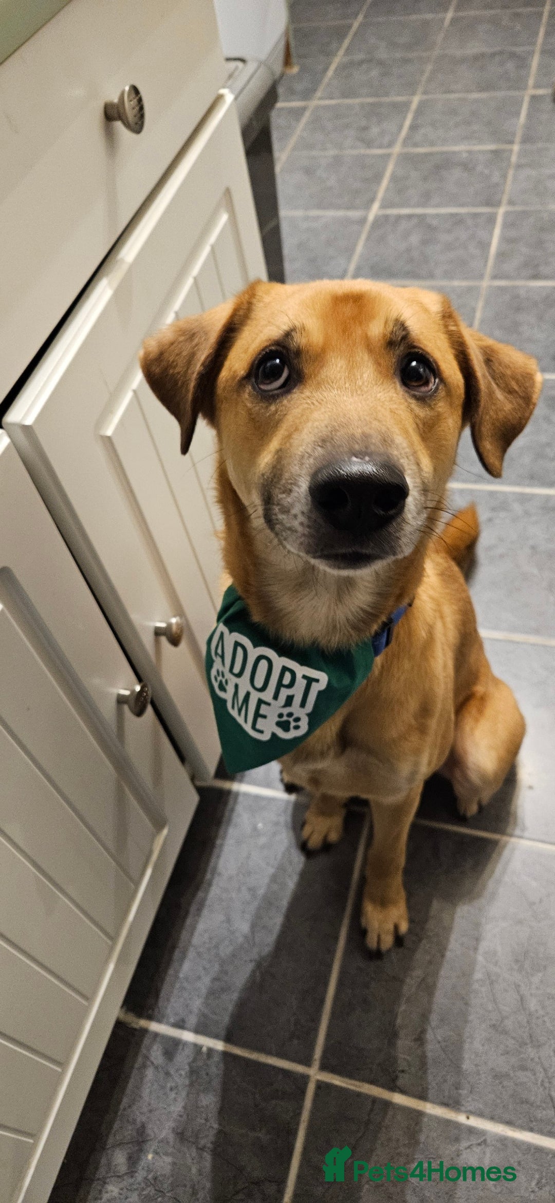 Mixed Breed dogs for adoption: Good Boy Murphy in Northampton - Image 1