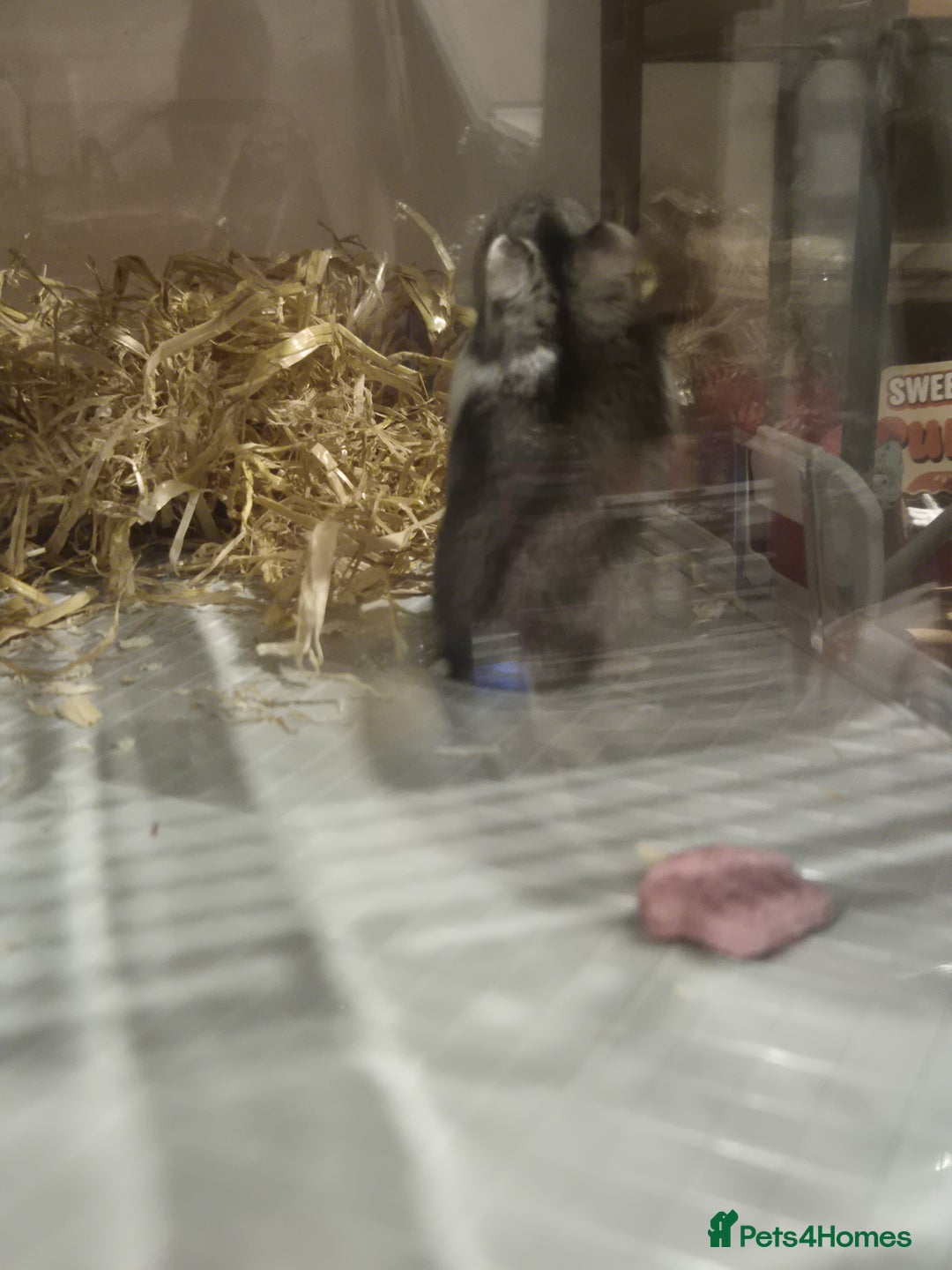 Hamster rodents for sale: Dwarf hamster  - Advert 7