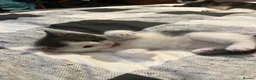 Mixed Breed cats for sale: Kittens for sale  in Birmingham - Advert 6