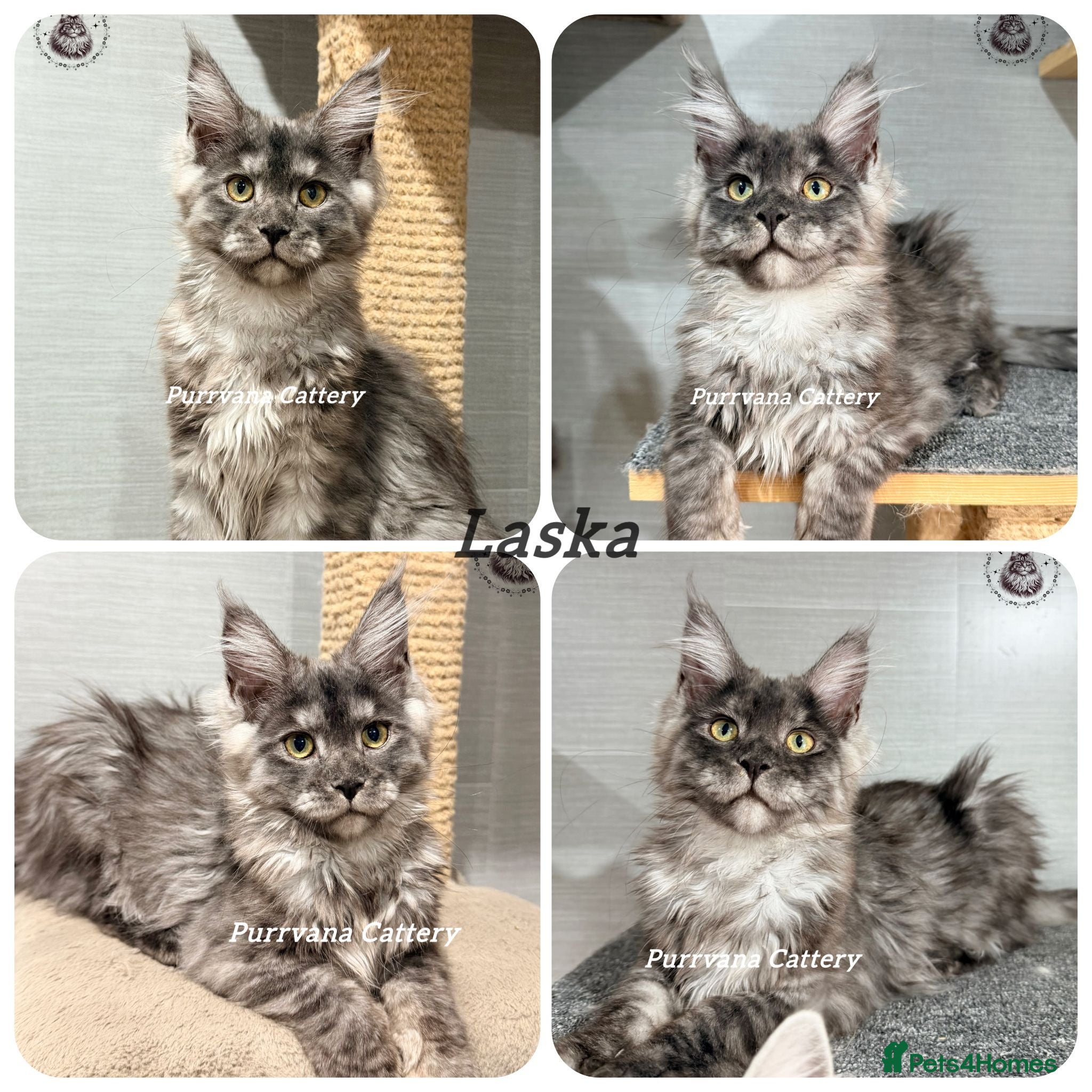 Maine Coon cats TICA registration Maine coon kittens Ready Now - Advert 2