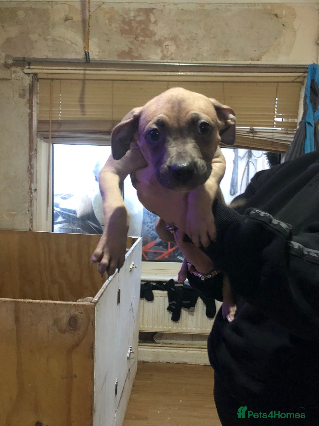 Mixed Breed dogs for sale: Bull mastiff x staffy - Advert 6