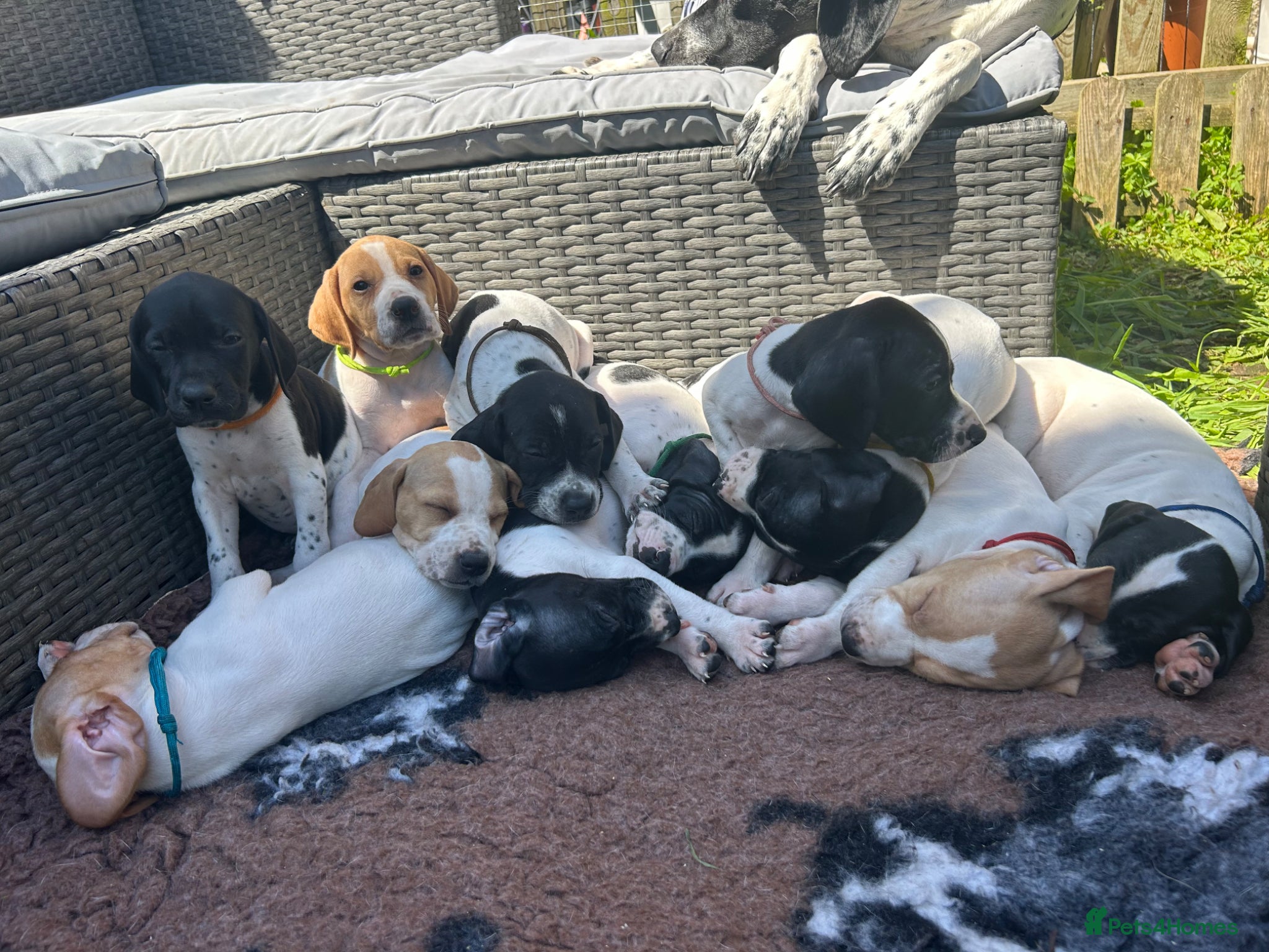Pointer dogs KC English Pointer Puppies - Advert 12