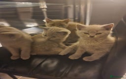 British Shorthair cats for sale: Pure British Short Hair cutties - Image 21
