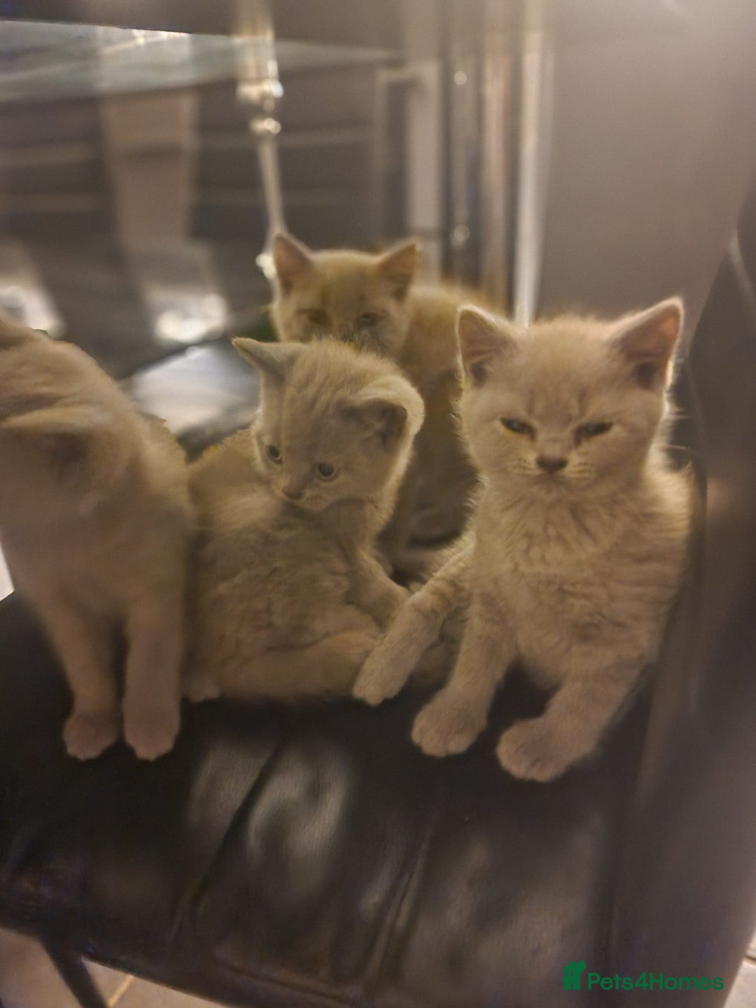 British Shorthair cats for sale: Pure British Short Hair cutties - Image 21