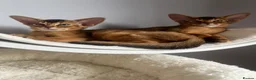 Abyssinian cats for sale: Adorable Abyssinian kittens - Advert 16