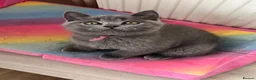 British Shorthair cats for sale: British Shorthairs - Advert 20