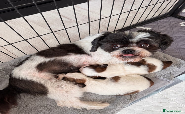 Shih Tzu dogs - Advert 8