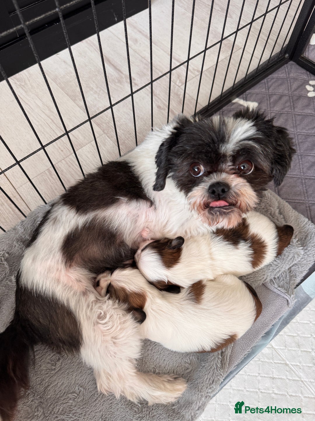 Shih Tzu dogs for sale: ShihTzu Puppies Ready for Their Forever Homes Soon - Image 1