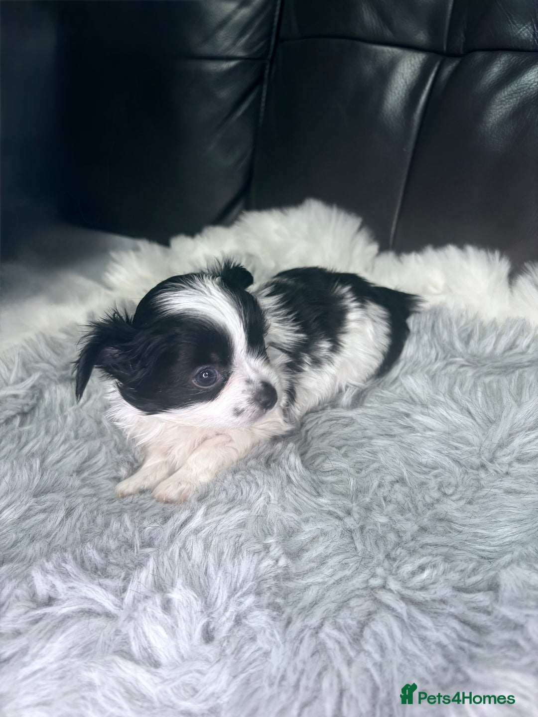Chihuahua dogs for sale: Stunning tiny Chihuahua puppy’s male female  - Advert 13