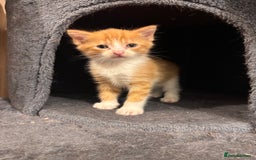 Domestic Shorthair cats for sale: Kittens - Image 3