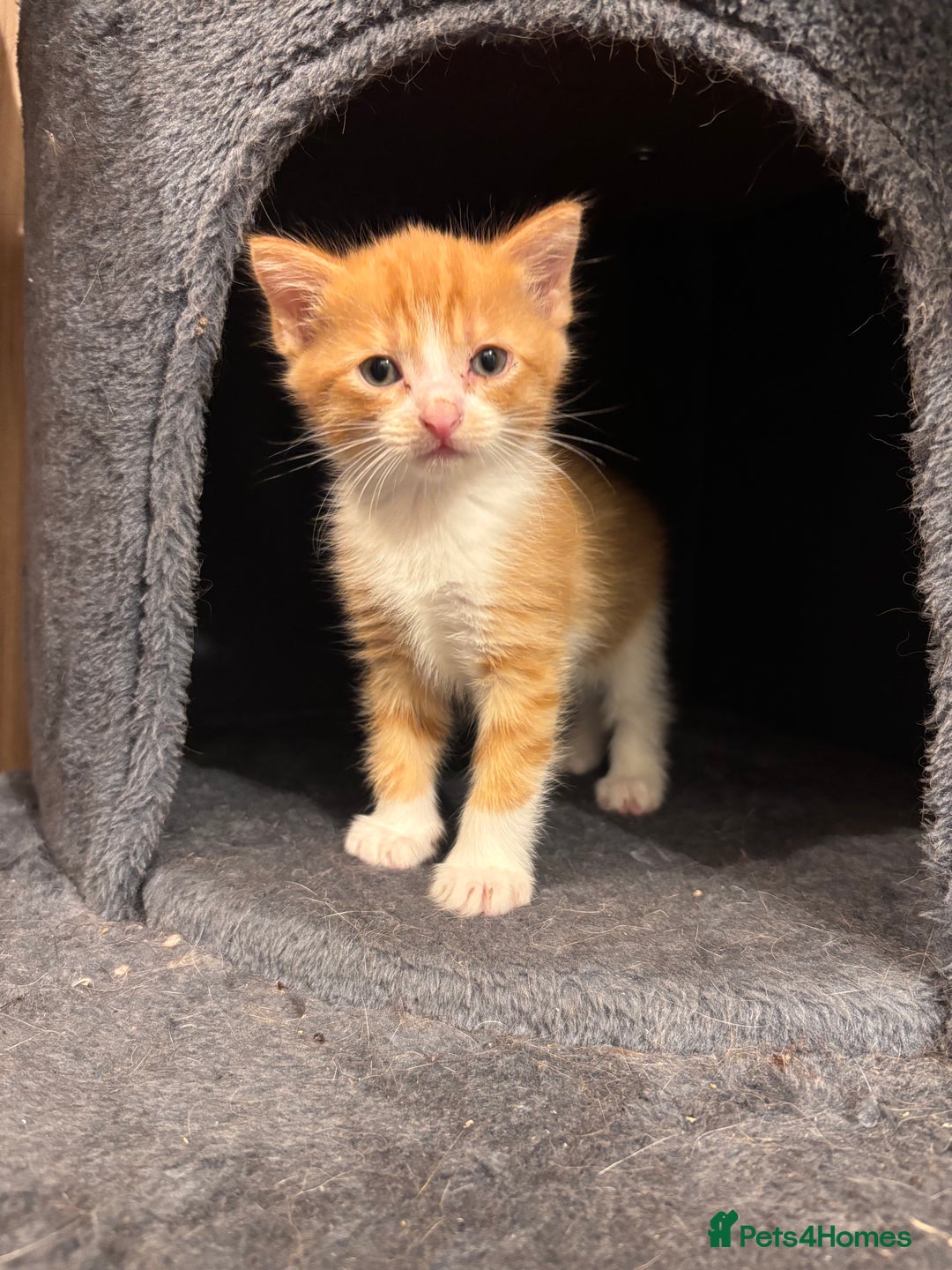 Domestic Shorthair cats for sale: Kittens - Image 3