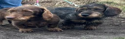 Dachshund dogs for sale: Standard Wired Haired Daschund/ Teckle  - Advert 4