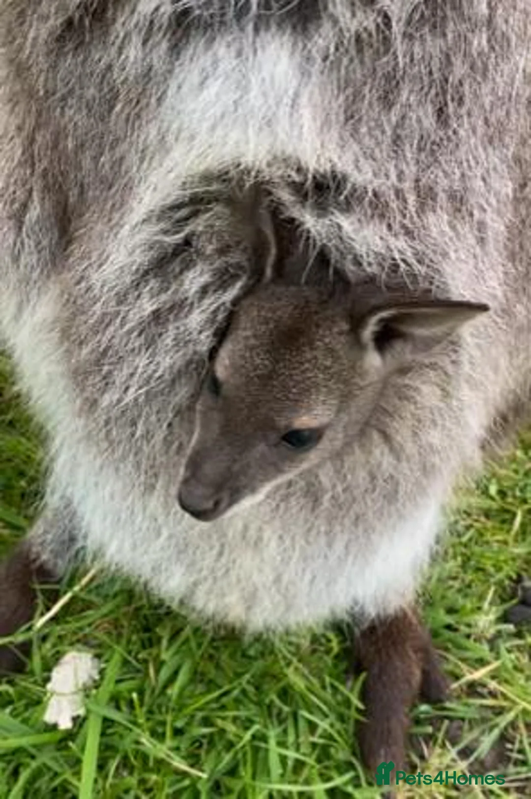 Mixed Breed livestock for sale: Bennett's Wallabies in Leighton Buzzard - Advert 2