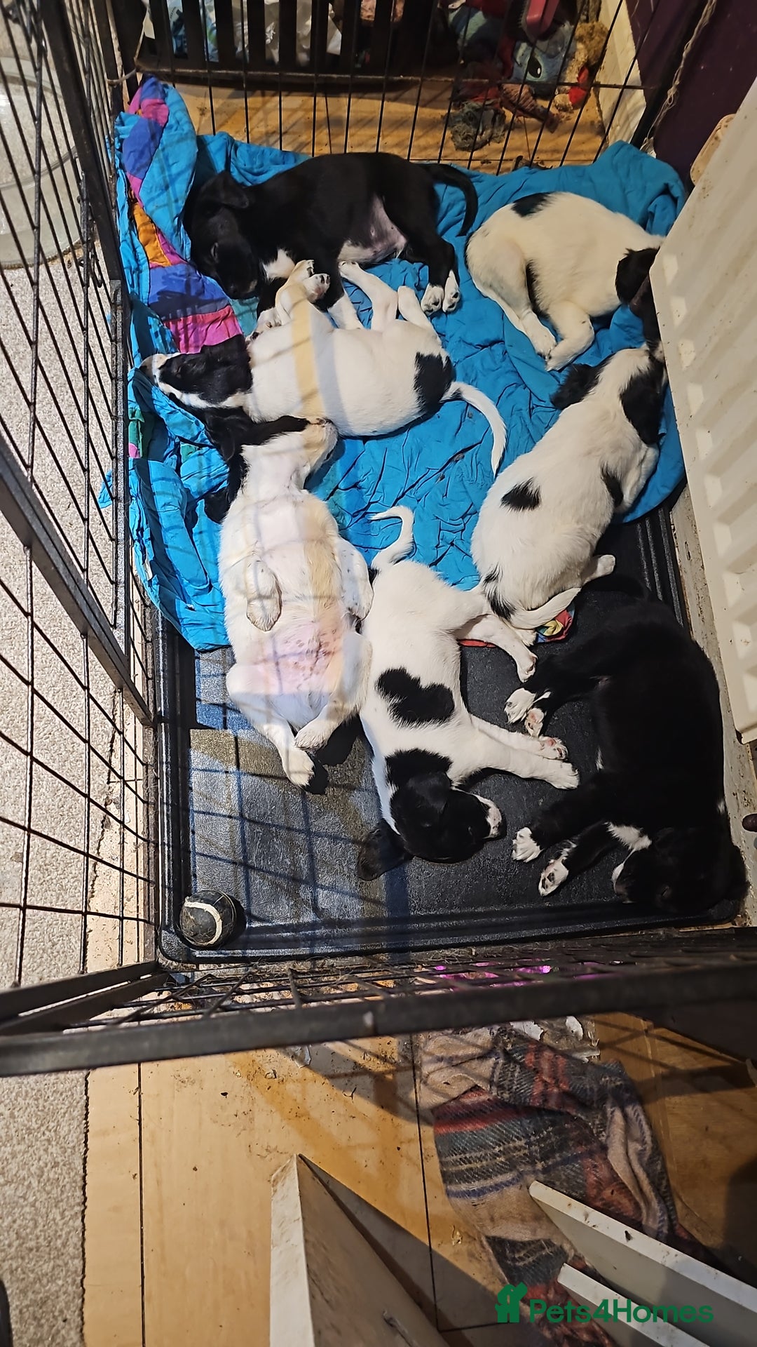 Mixed Breed dogs for sale: Springer spaniel x husky mix - Image 1