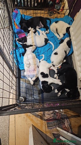 Mixed Breed dogs - Advert 9