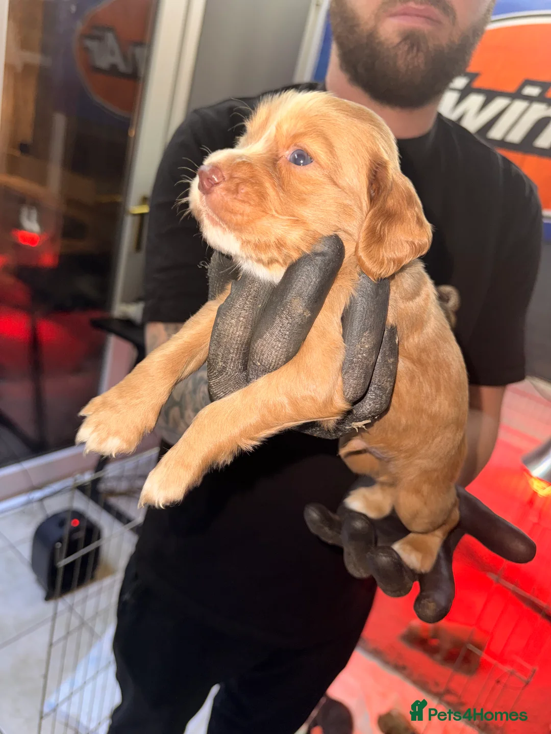 Sprocker dogs for sale: Sprocker Pups - Advert 24