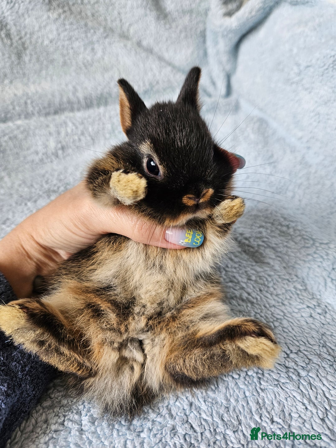 Netherland Dwarf rabbits for sale: Netherland dwarf bunnies  - Image 11