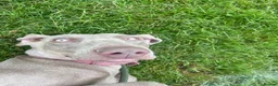 Weimaraner dogs for sale: 1 Stunning Weimaraner Puppy Boy Available - Advert 7
