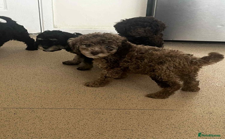 Cockapoo dogs - Advert 1