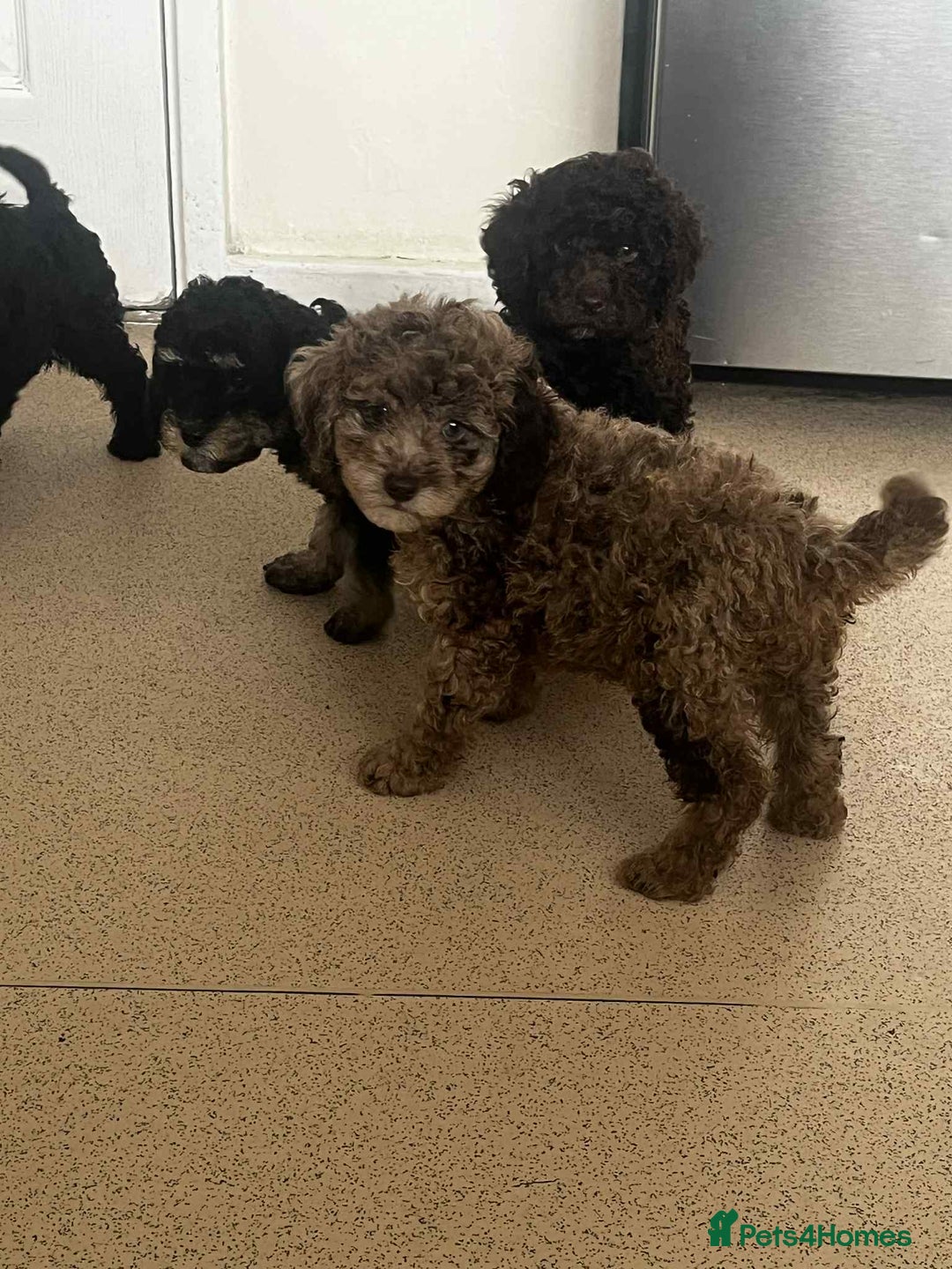 Cockapoo dogs for sale: BEAUTIFUL COCKAPOO PUPPIES LOOKING FOR LOVING HOME - Image 1