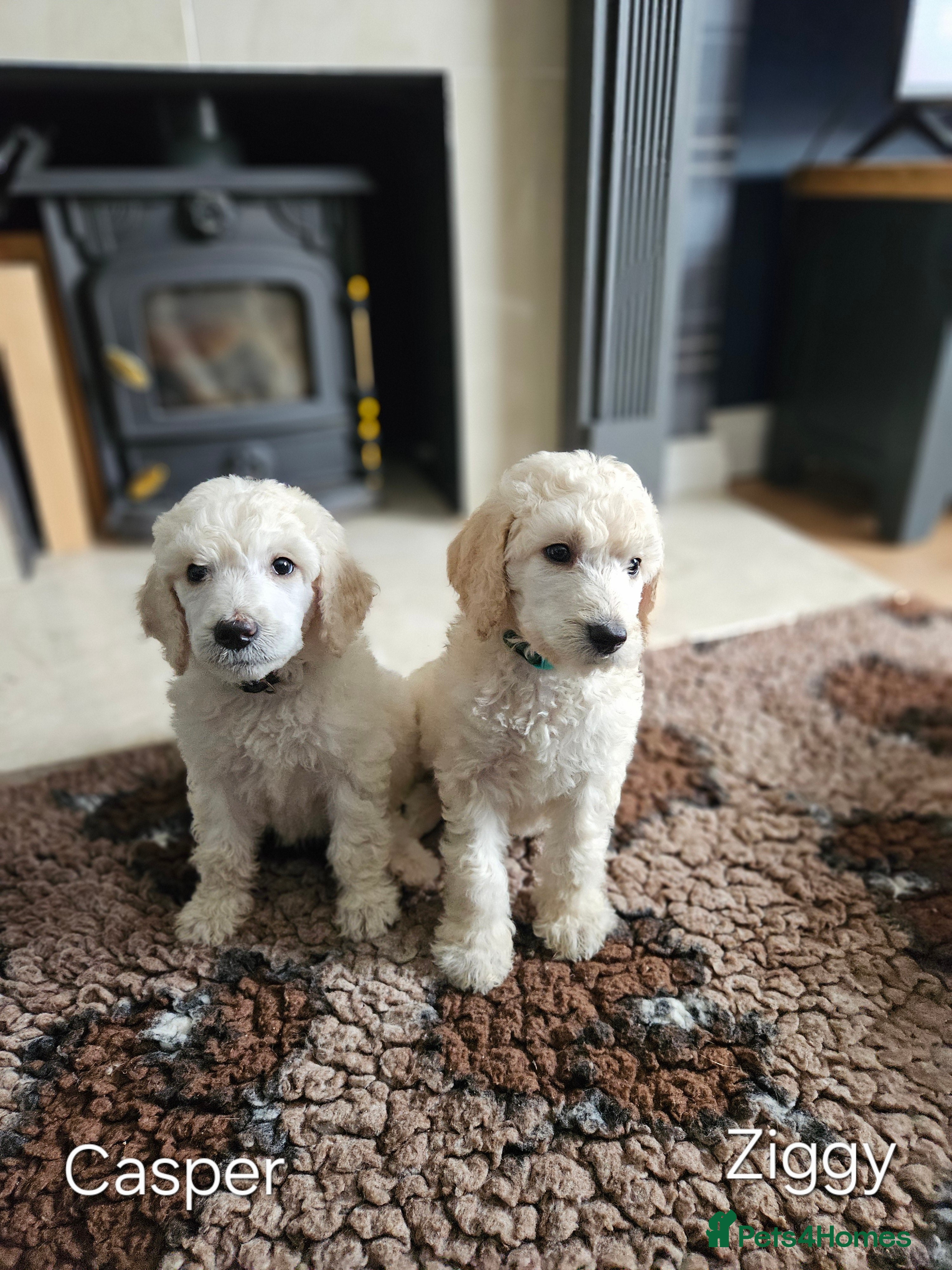 Standard Poodle dogs 🩵Standard poodle boys🩵 - Advert 2
