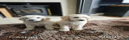 Standard Poodle dogs for sale: 💙Ready Now💙KC Registered Standard Poodle Boys 💙 - Advert 4
