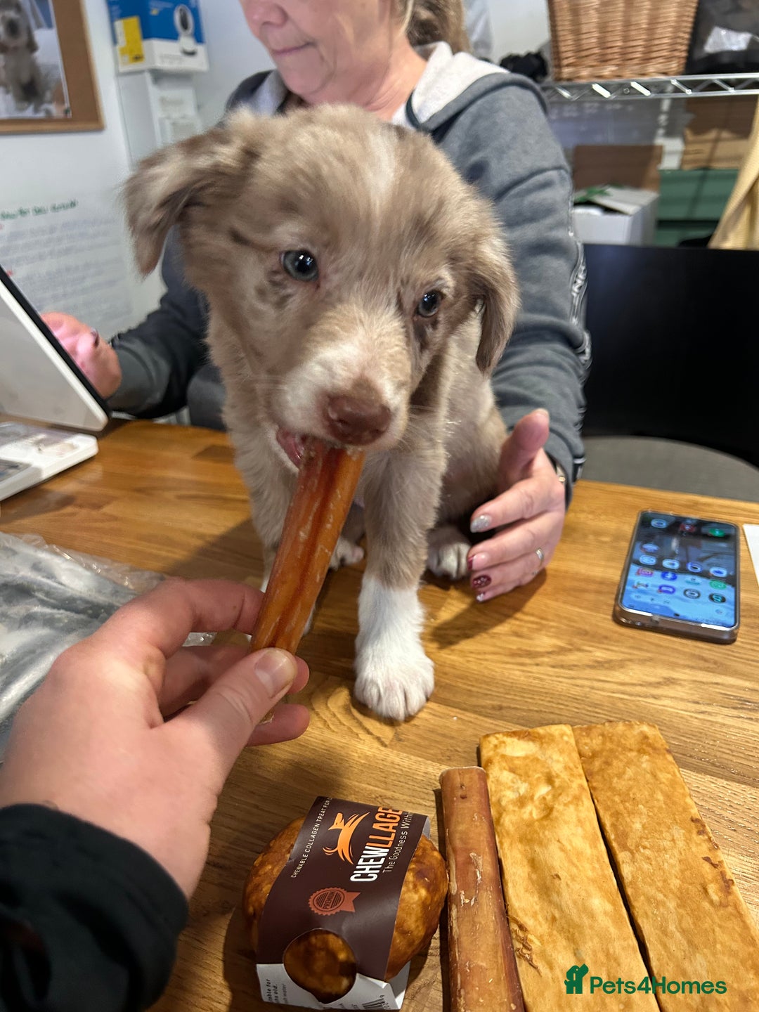 Border Collie dogs for sale: 10 week old Border collie  - Advert 6
