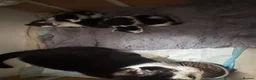 Mixed Breed rabbits for sale: Black and white kittens  in Bognor Regis - Advert 7