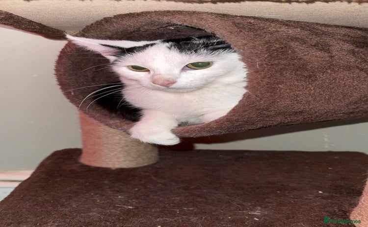 Mixed Breed cats - Advert 13