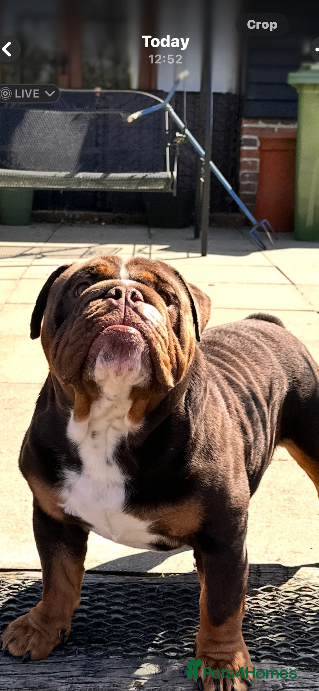 English Bulldog dogs for stud: Chocolate English bulldog for stud  - Advert 4