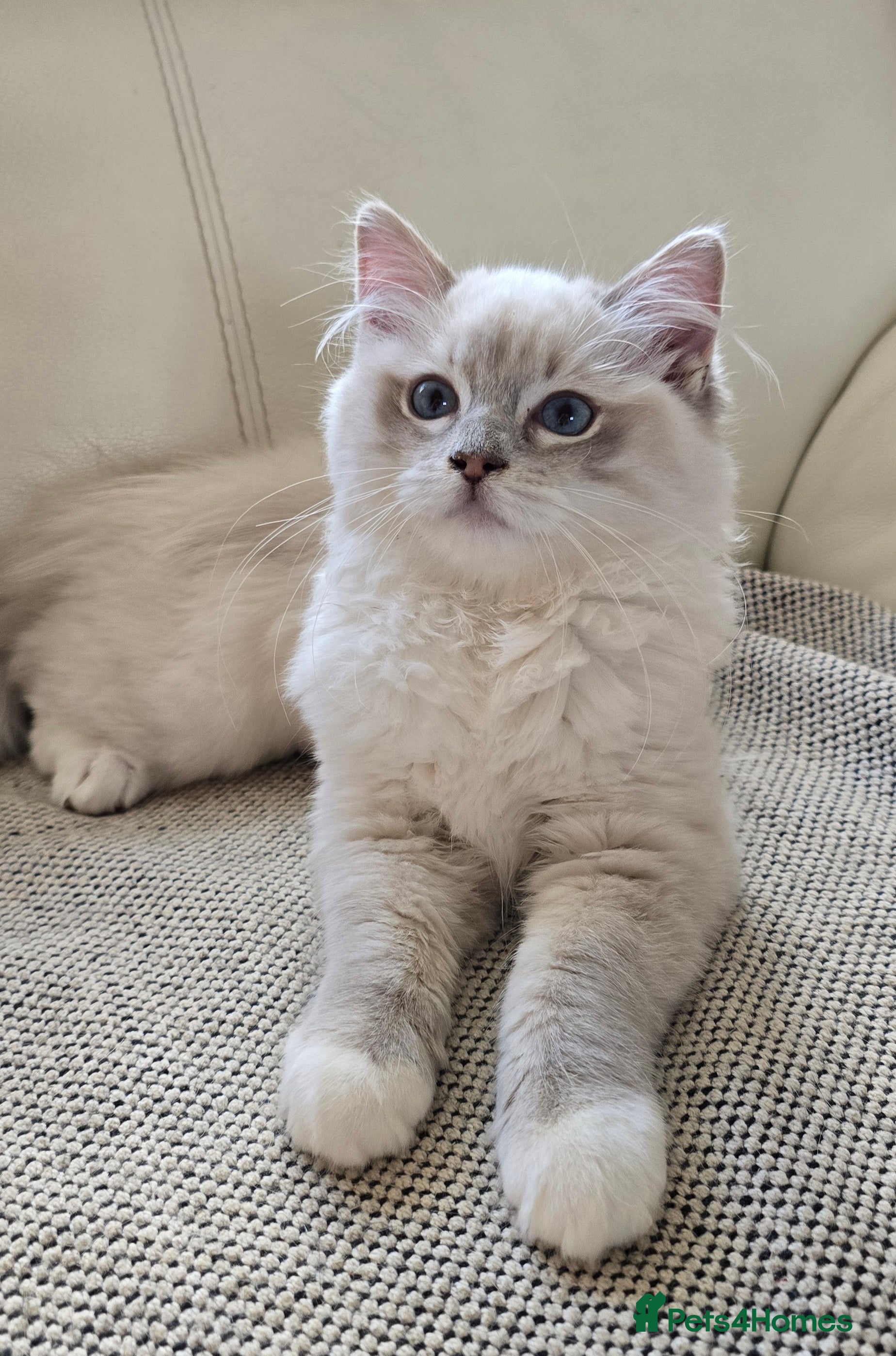 Ragdoll cats Stunning Ragdoll kittens .TICA registered  - Advert 13