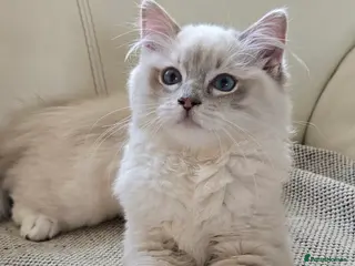 Ragdoll cats Stunning Ragdoll kittens .TICA registered - Advert 13