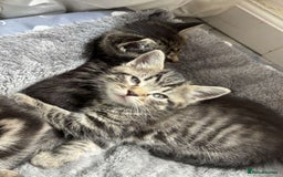 Bengal cats for sale: Bengal x Persian male kitten for sale! - Image 10