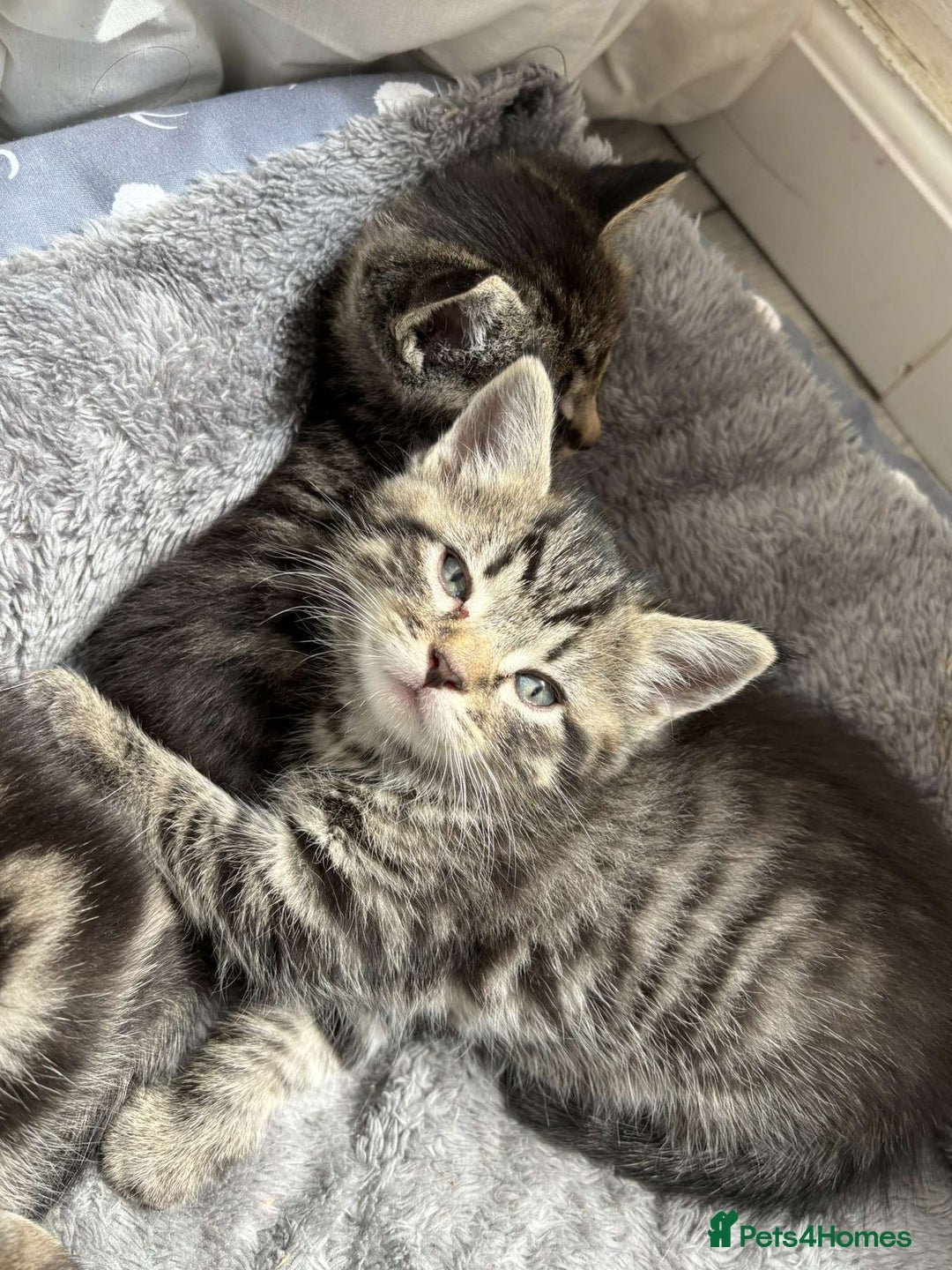 Bengal cats for sale: Bengal x Persian male kitten for sale! - Image 10