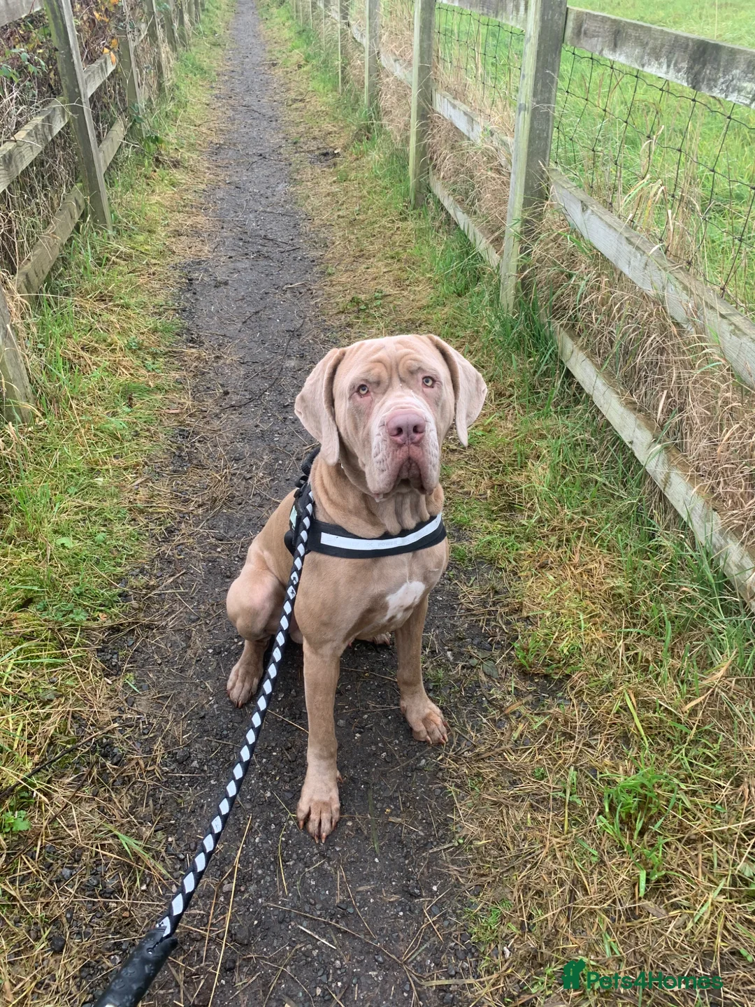 Mixed Breed dogs for sale: Hugo - Neapolitan Mastiff X Cane Corso Rehome - Advert 1